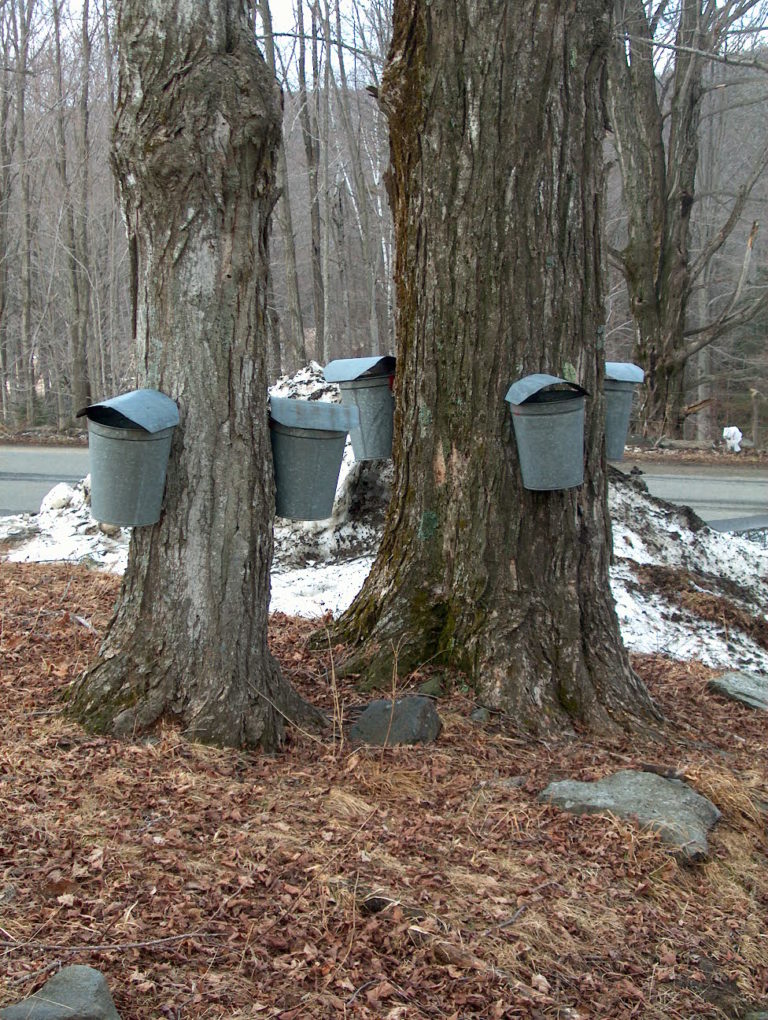 Mass Maple Producers Annual Meeting and Massachusetts Forest
