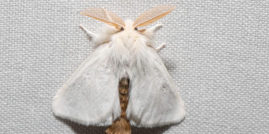 Browntailmoth Adult Iandavies Plymouth Ma 7 13 21 Inaturalist 870x435 